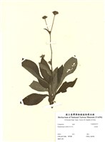 藏品(毛蓮菜)的圖片